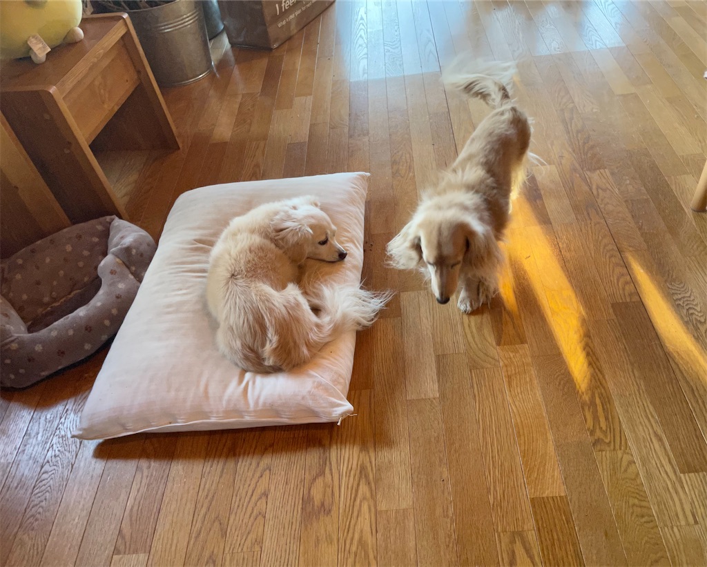 f:id:captaindog082:20210227081531j:image