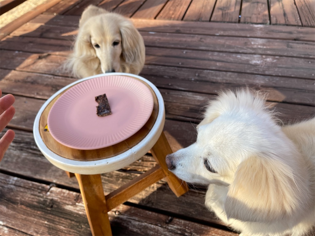 f:id:captaindog082:20210227172546j:image