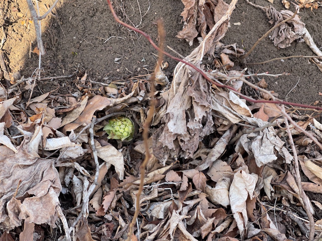 f:id:captaindog082:20210228183714j:image