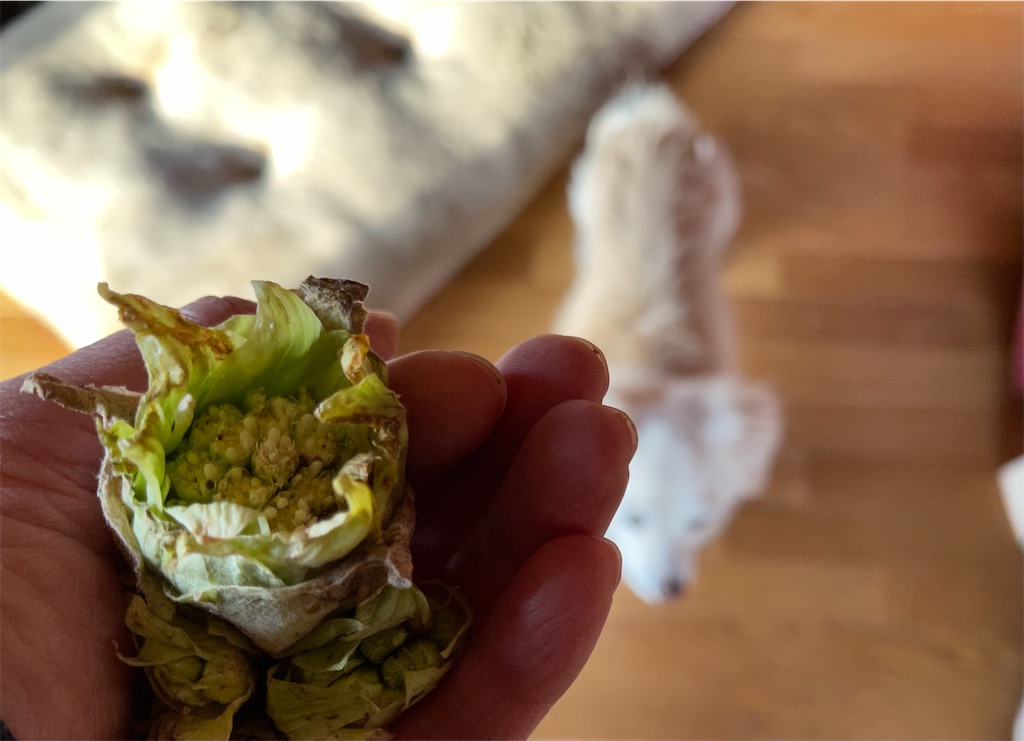 f:id:captaindog082:20210228183717j:image