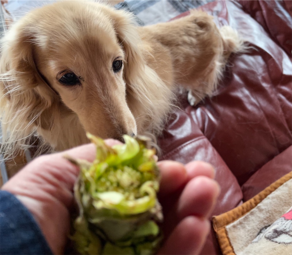 f:id:captaindog082:20210228183726j:image