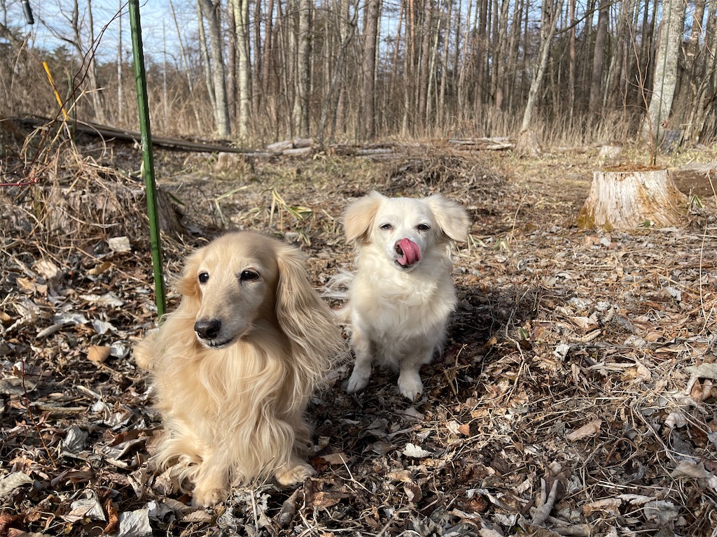 f:id:captaindog082:20210301205847j:image