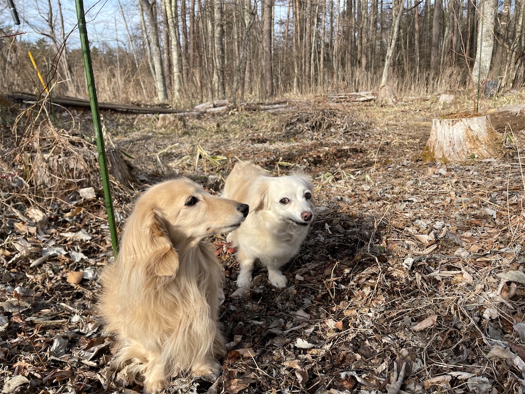 f:id:captaindog082:20210301205852j:image