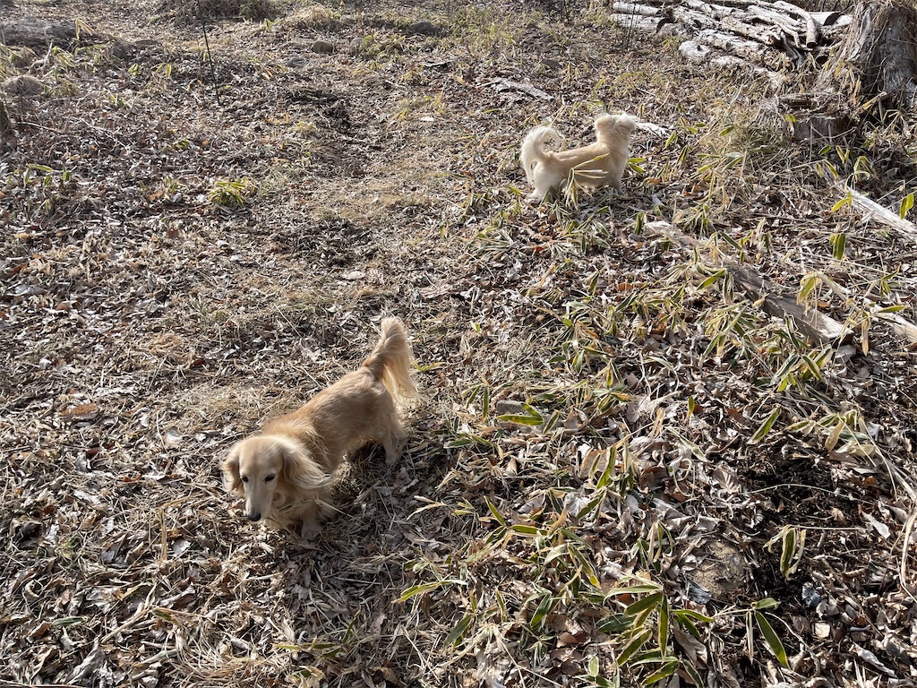 f:id:captaindog082:20210301205857j:image