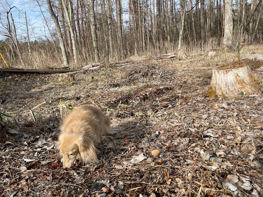 f:id:captaindog082:20210301205907j:image