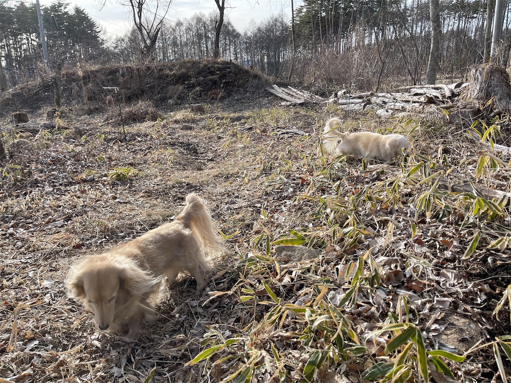 f:id:captaindog082:20210301210141j:image