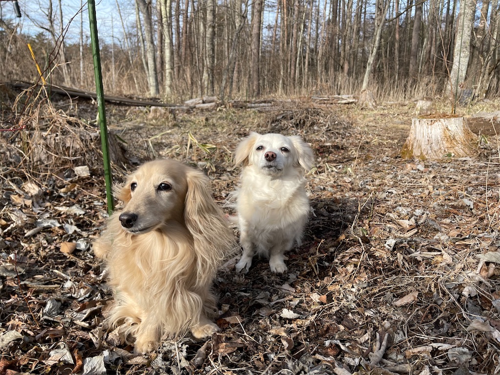 f:id:captaindog082:20210301210146j:image