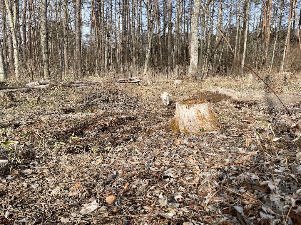 f:id:captaindog082:20210301210200j:image