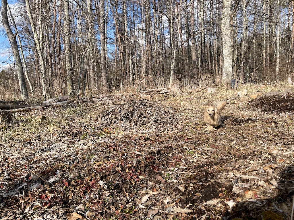 f:id:captaindog082:20210307193240j:image