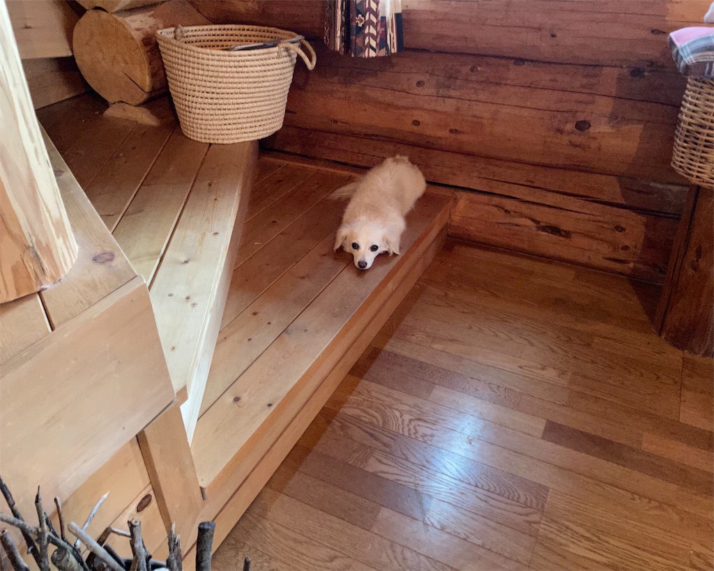 f:id:captaindog082:20210308091451j:image