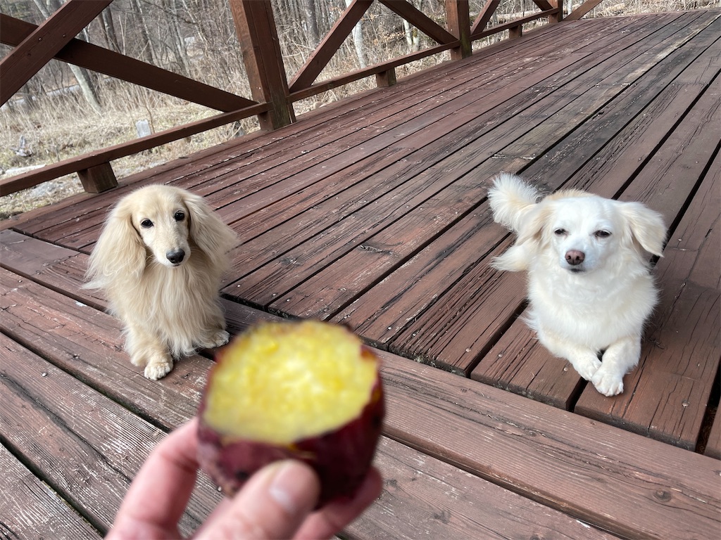 f:id:captaindog082:20210309191144j:plain