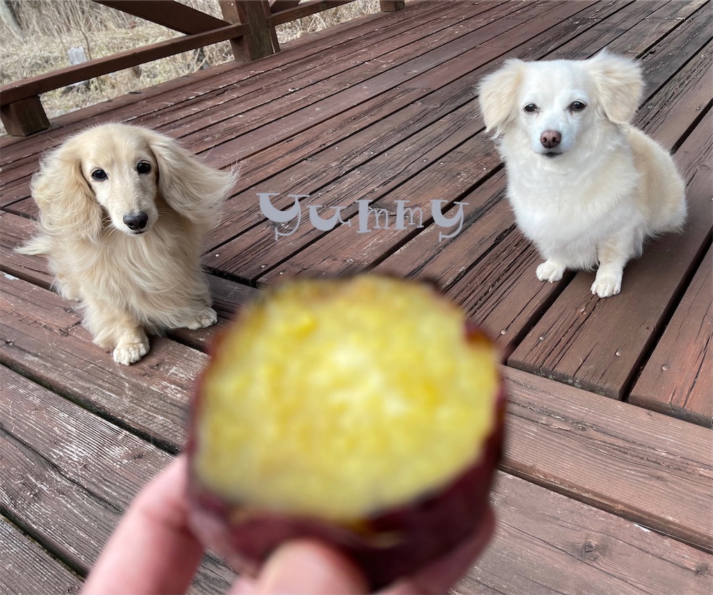 f:id:captaindog082:20210309191204j:image