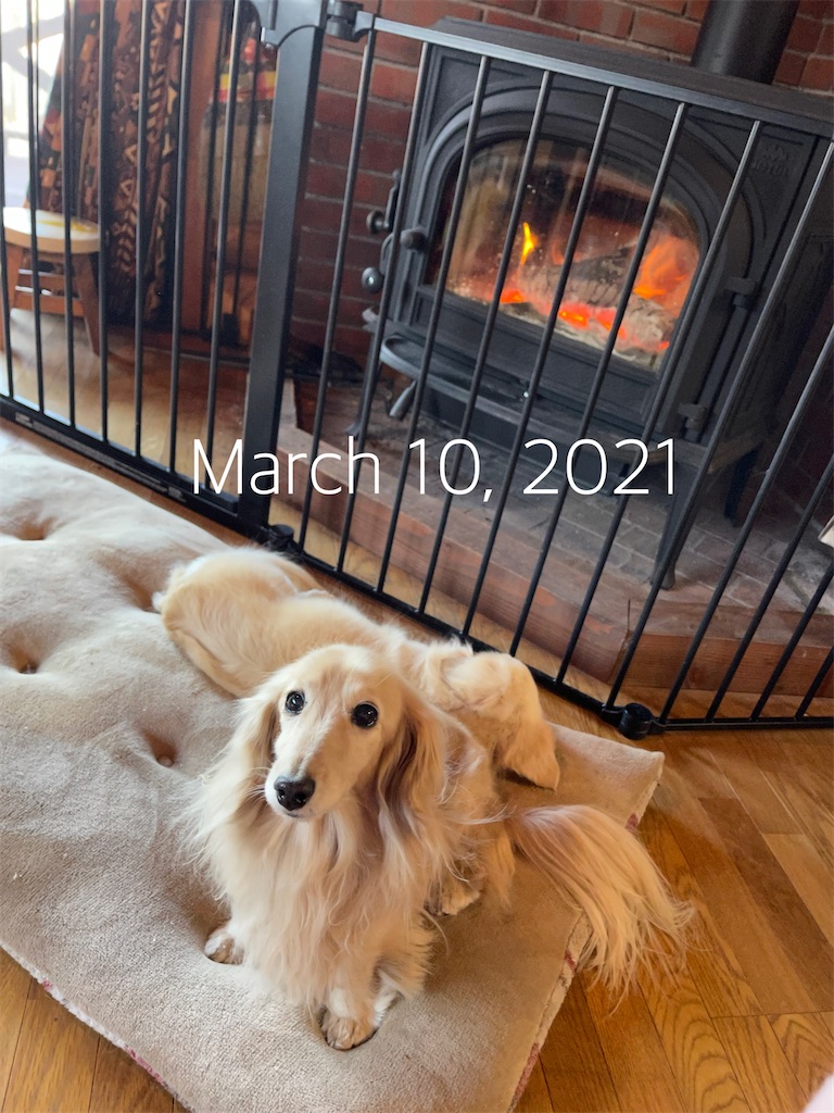 f:id:captaindog082:20210310112620j:image