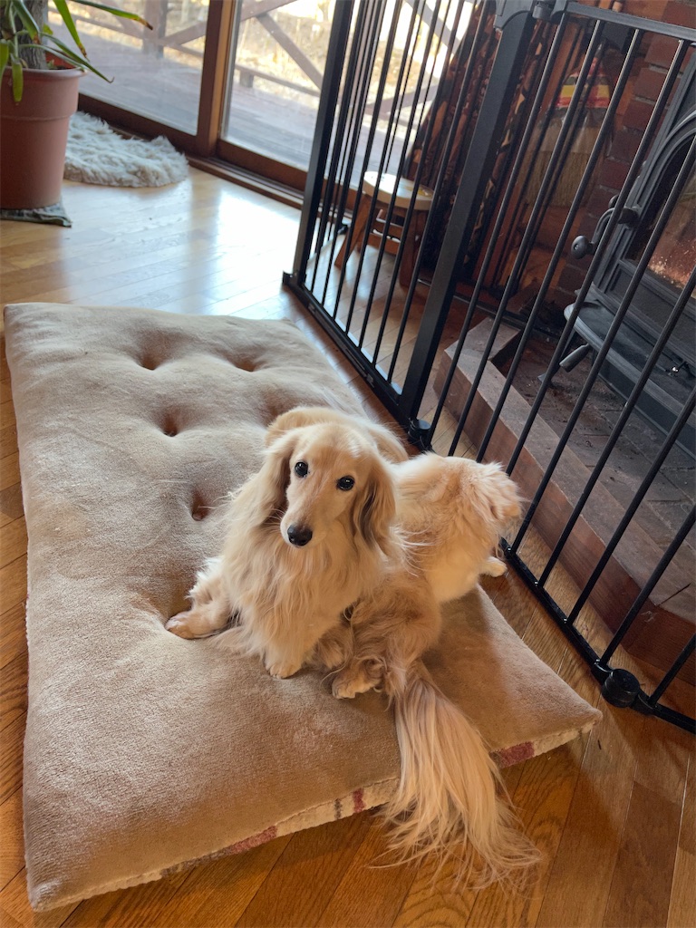 f:id:captaindog082:20210310112627j:image