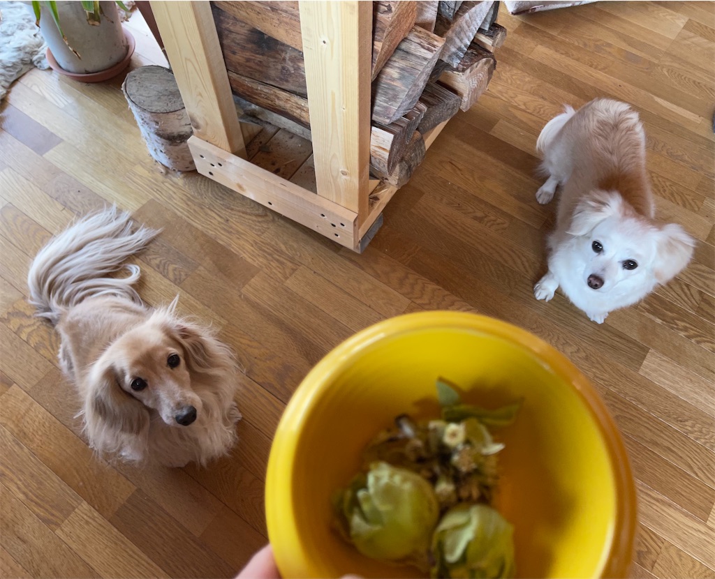 f:id:captaindog082:20210314205843j:image