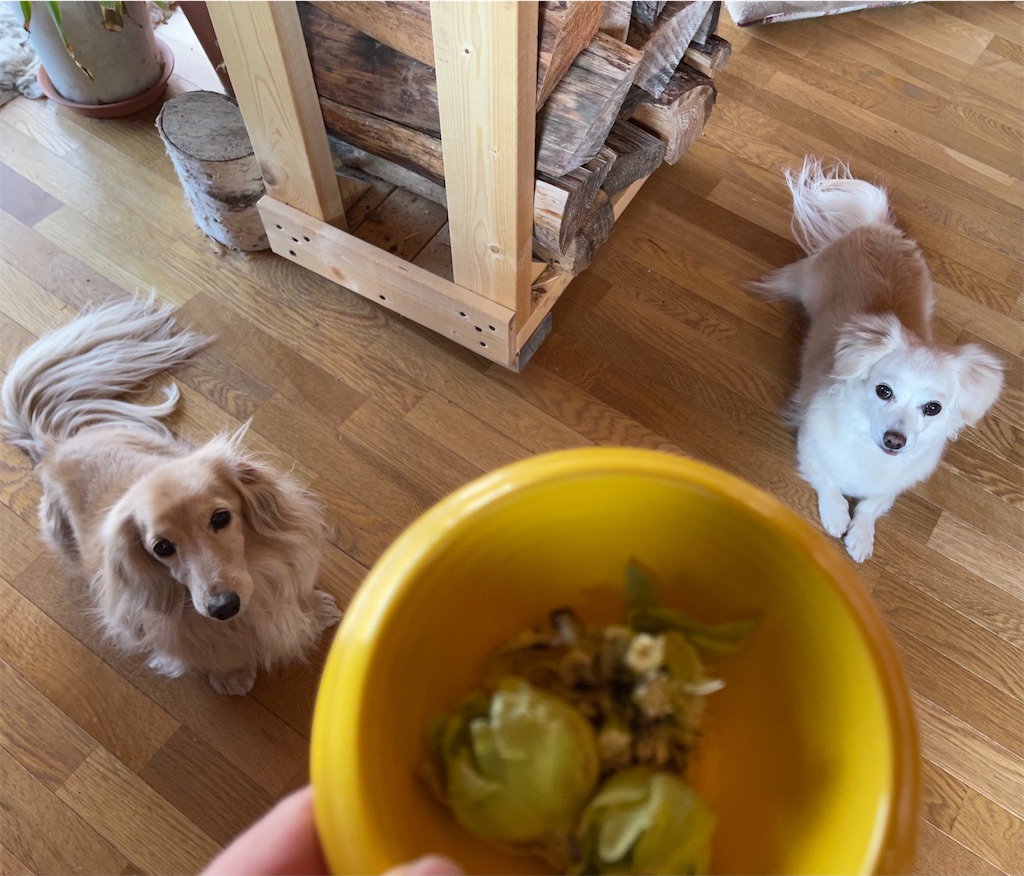 f:id:captaindog082:20210314205852j:image