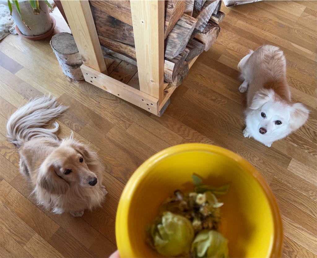 f:id:captaindog082:20210314205902j:image