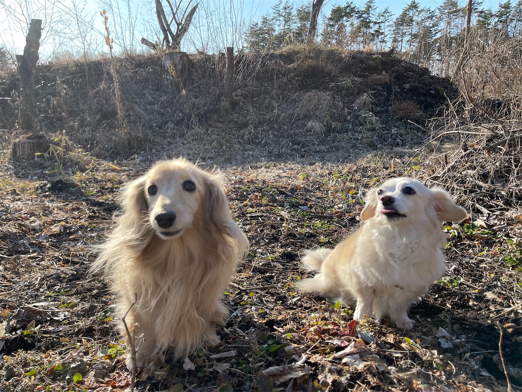 f:id:captaindog082:20210314225004j:image