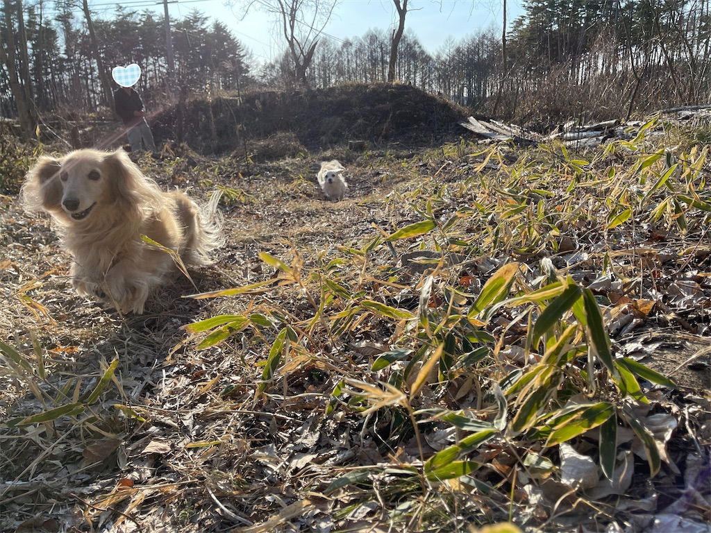 f:id:captaindog082:20210314225010j:image