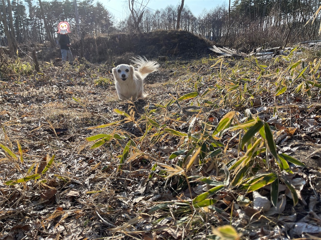 f:id:captaindog082:20210314225015j:image