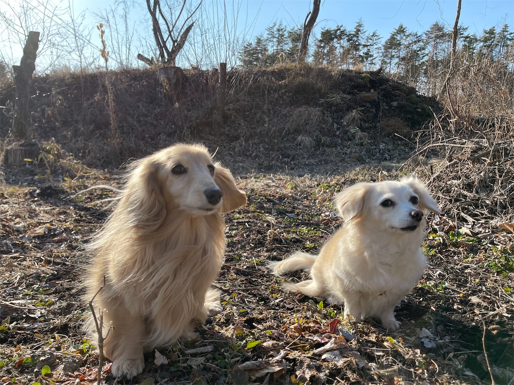 f:id:captaindog082:20210314225021j:image