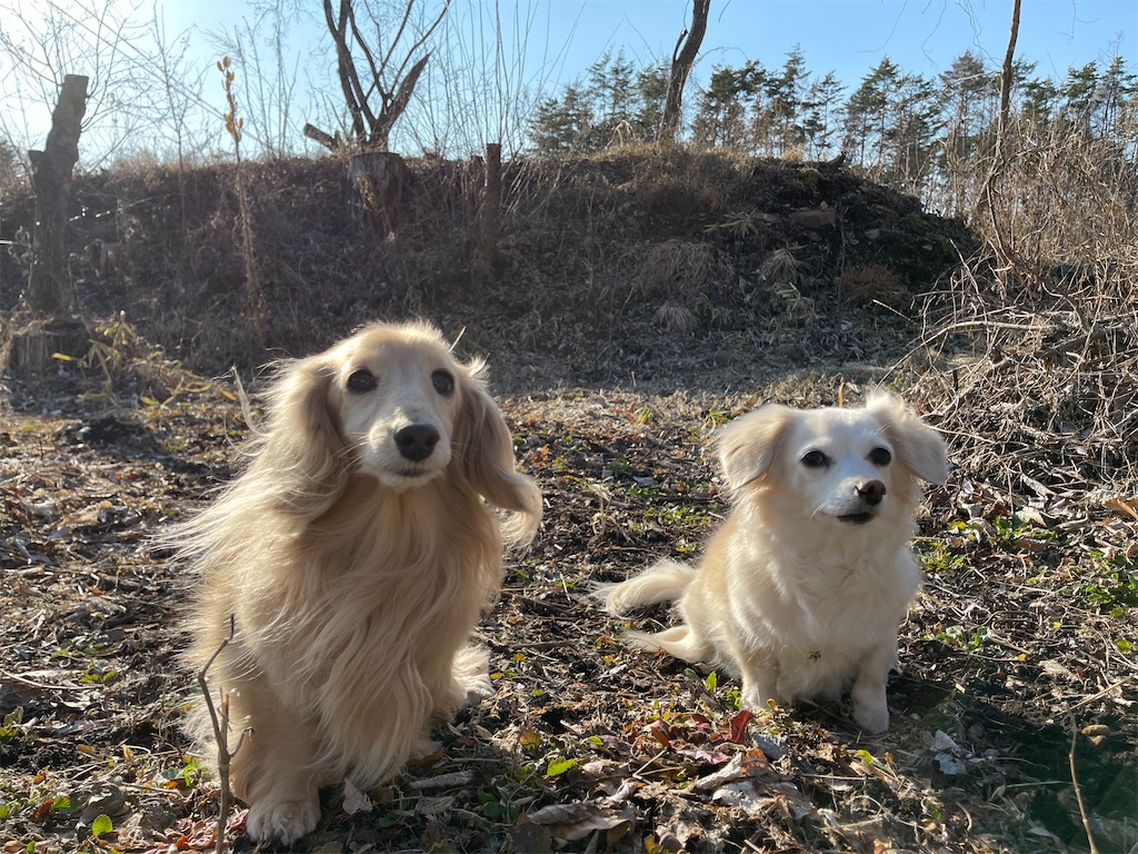 f:id:captaindog082:20210314225025j:image