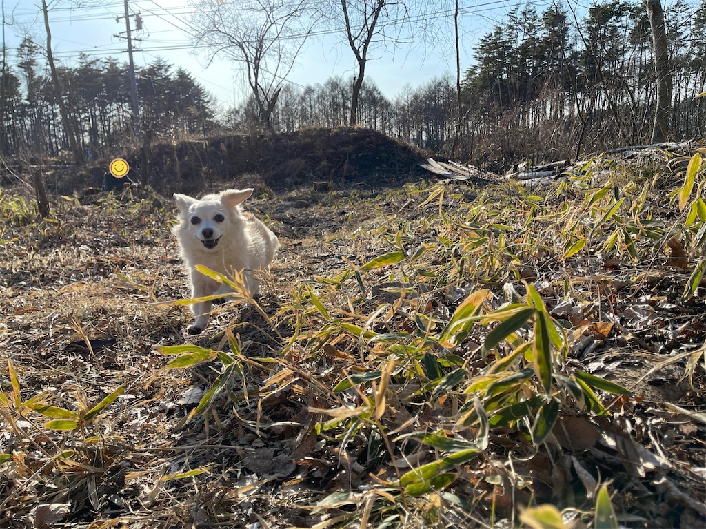 f:id:captaindog082:20210314225120j:image