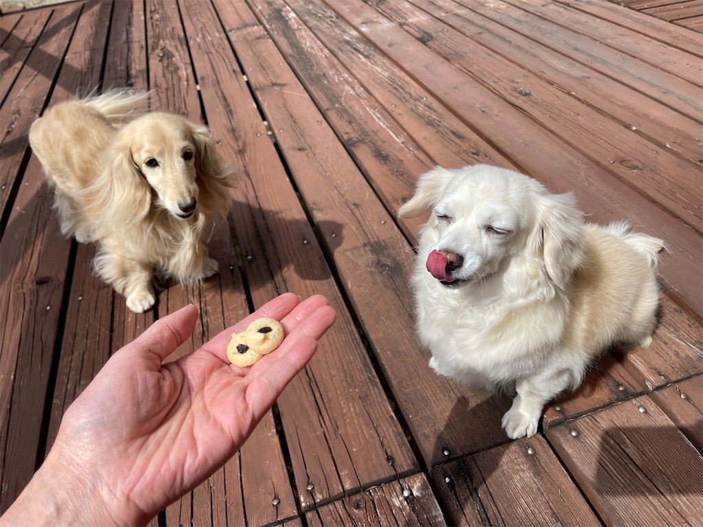 f:id:captaindog082:20210316142429j:image