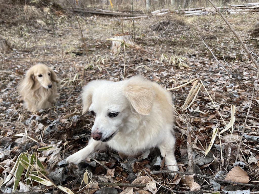 f:id:captaindog082:20210316222255j:image