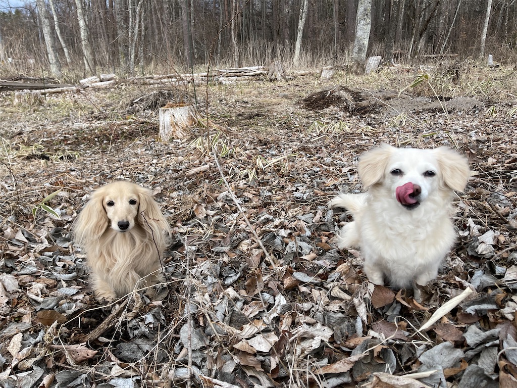 f:id:captaindog082:20210316222351j:image