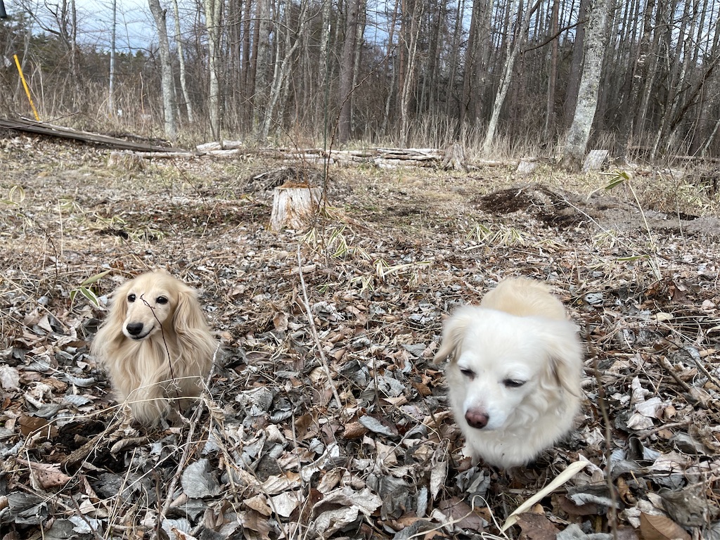 f:id:captaindog082:20210316222401j:image