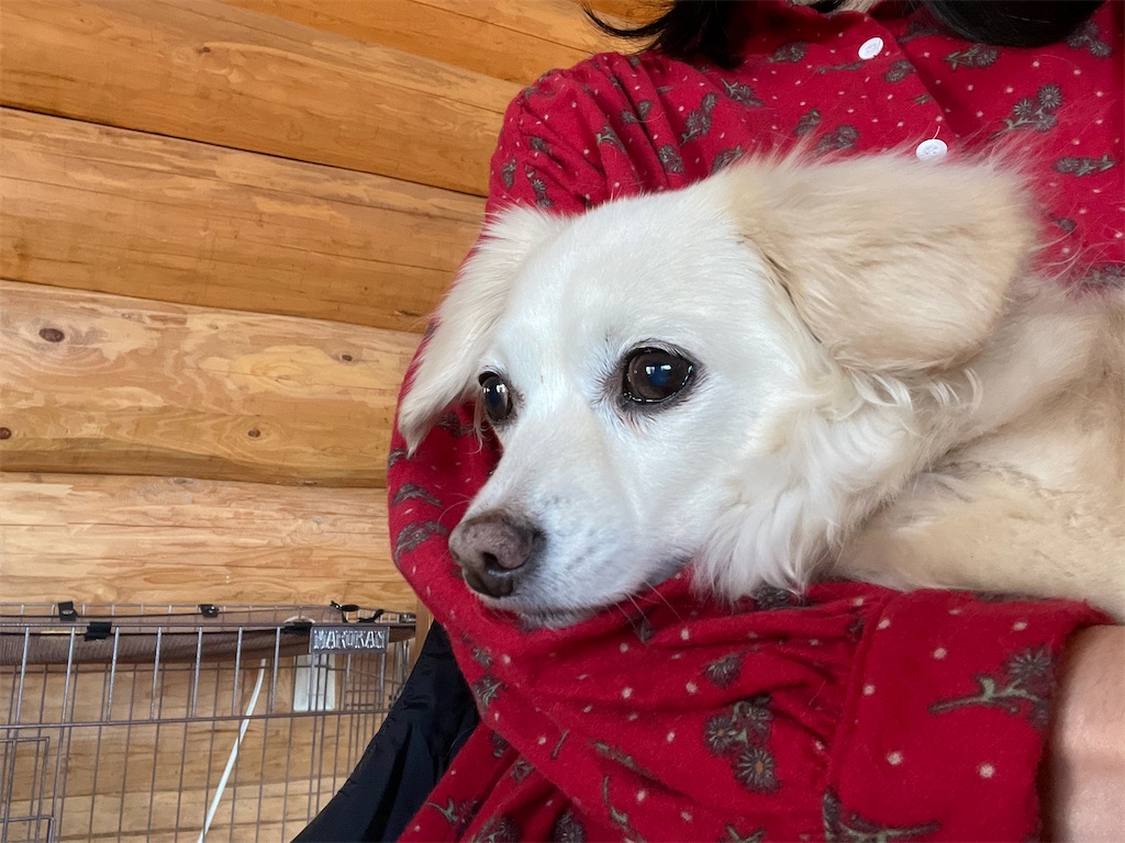 f:id:captaindog082:20210318125626j:image