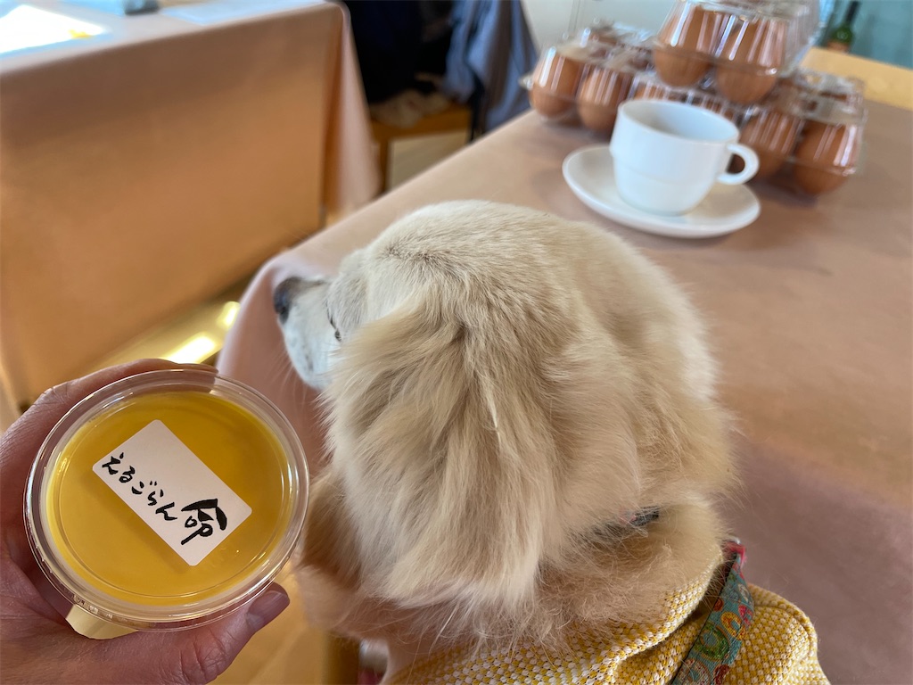 f:id:captaindog082:20210324212001j:image