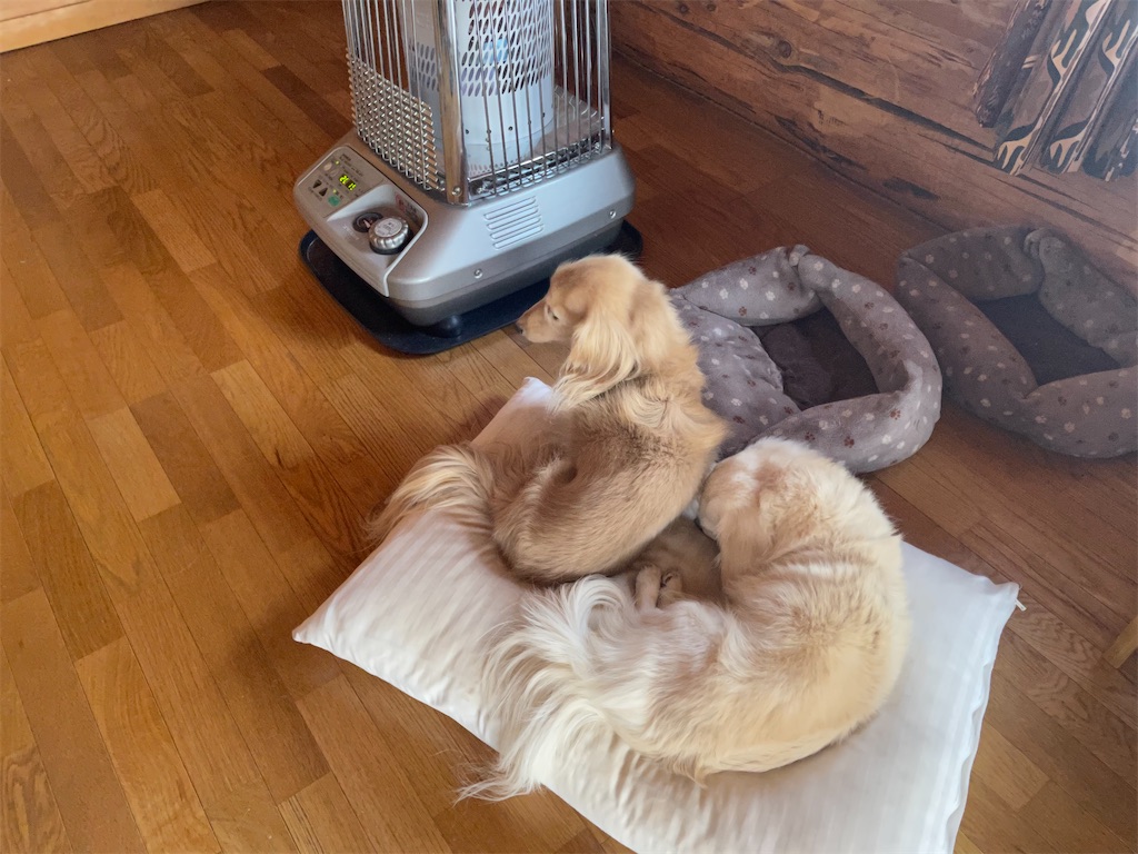 f:id:captaindog082:20210327113318j:image