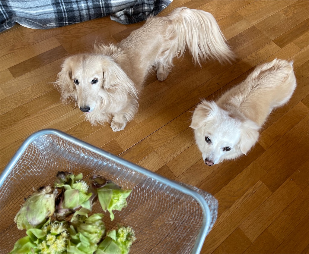 f:id:captaindog082:20210327135021j:image