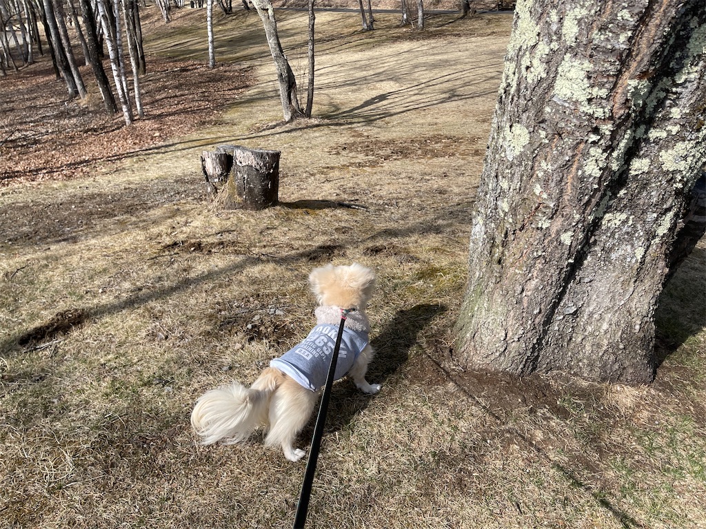 f:id:captaindog082:20210327201027j:image