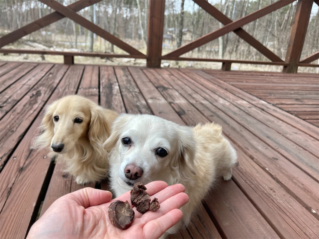 f:id:captaindog082:20210330203421j:image f:id:captaindog082:20210330203421j:image