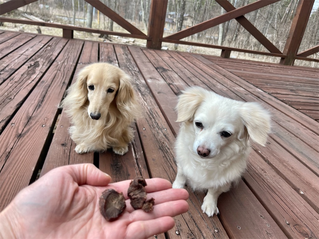 f:id:captaindog082:20210330203425j:image f:id:captaindog082:20210330203425j:image