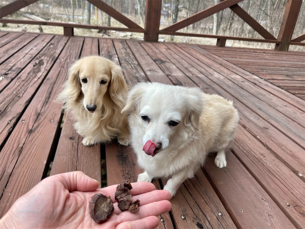 f:id:captaindog082:20210330203430j:image f:id:captaindog082:20210330203430j:image