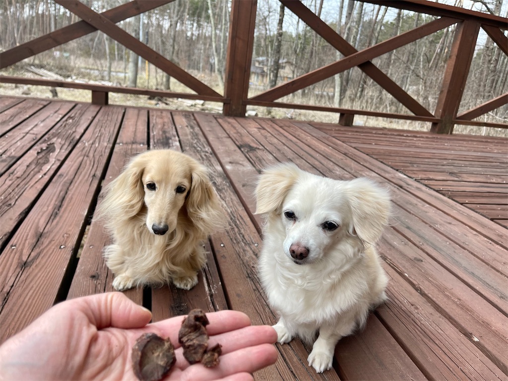 f:id:captaindog082:20210330203434j:image f:id:captaindog082:20210330203434j:image