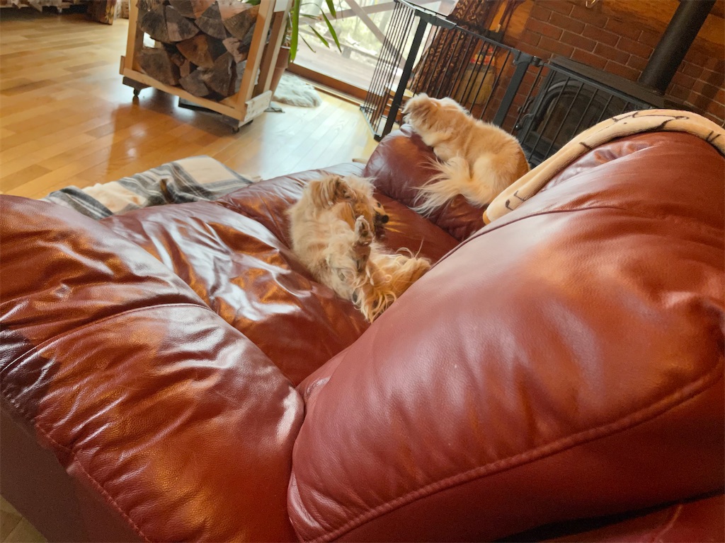 f:id:captaindog082:20210330203522j:image f:id:captaindog082:20210330203522j:image