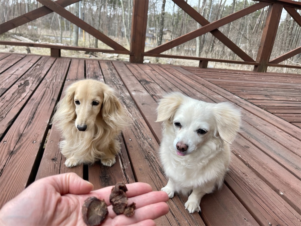 f:id:captaindog082:20210330203616j:image f:id:captaindog082:20210330203616j:image