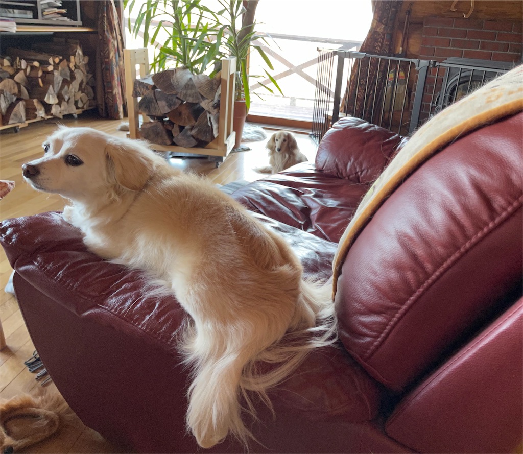 f:id:captaindog082:20210402080453j:image