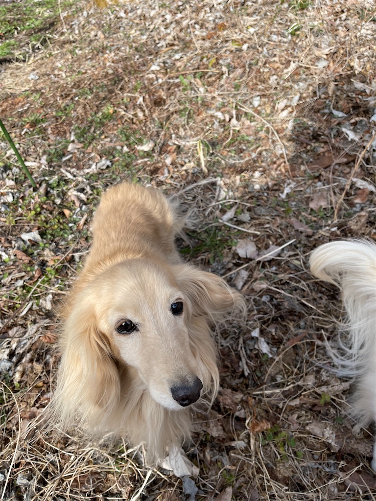 f:id:captaindog082:20210406175341j:image f:id:captaindog082:20210406175341j:image