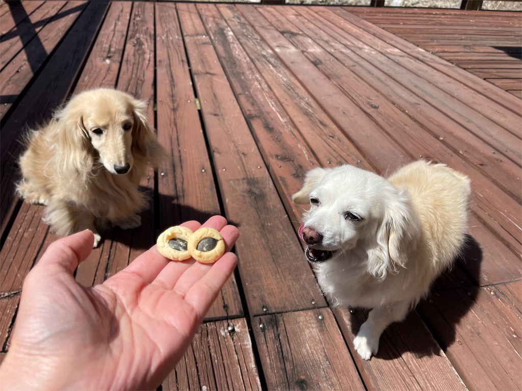 f:id:captaindog082:20210409133019j:image