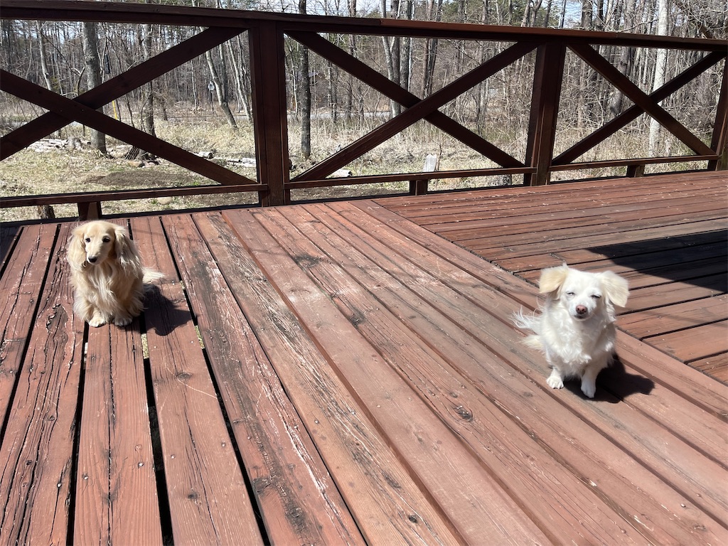 f:id:captaindog082:20210409133030j:image