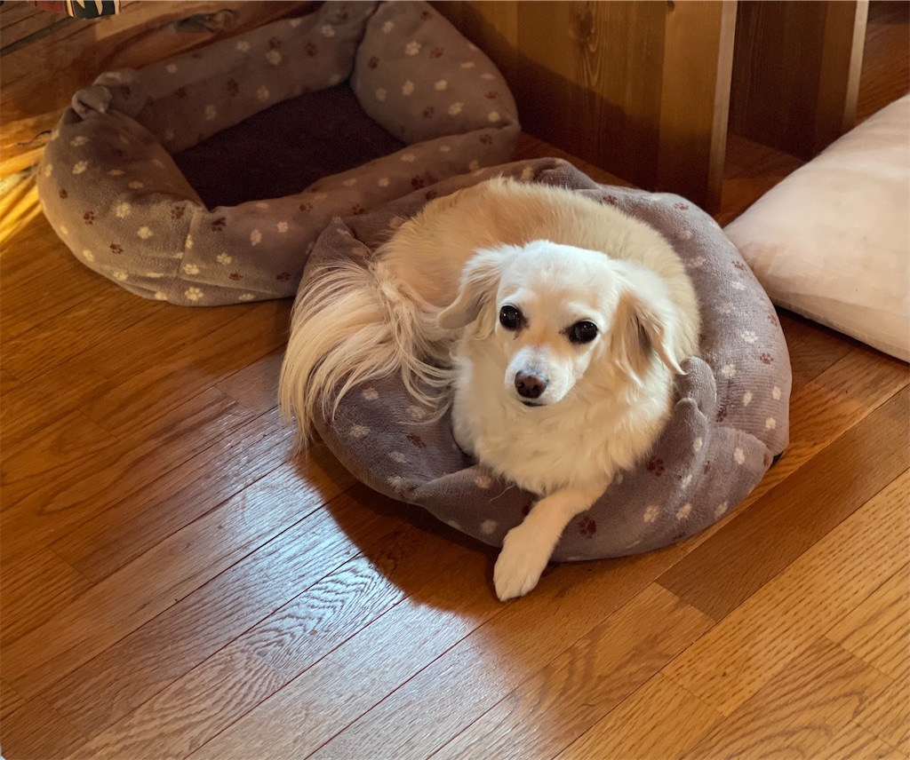f:id:captaindog082:20210410085707j:image f:id:captaindog082:20210410085707j:image