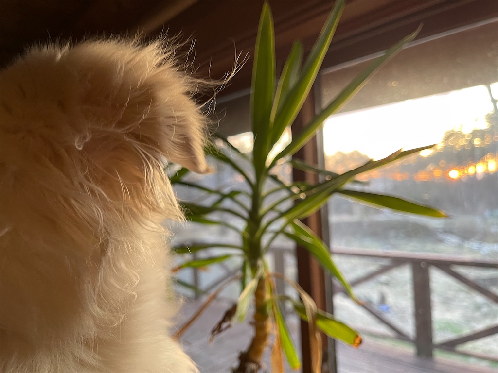f:id:captaindog082:20210410205319j:image