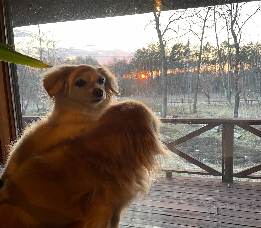f:id:captaindog082:20210411212401j:image