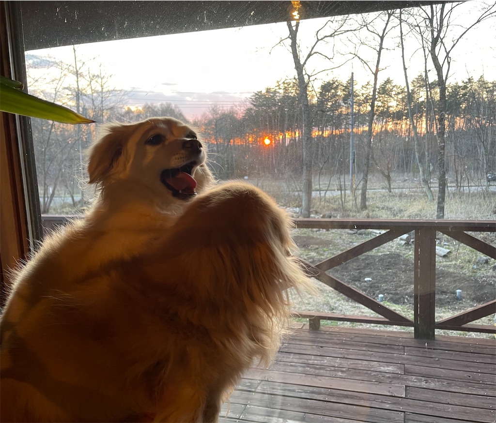 f:id:captaindog082:20210411212406j:image